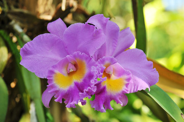 Beautiful orchid is queen of flowers