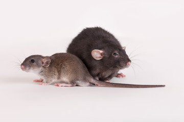 baby rat and adult black