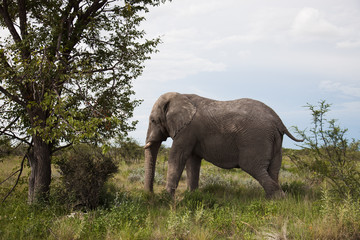 Obraz premium old elephant resting in the shade of a large tree in the Etosh