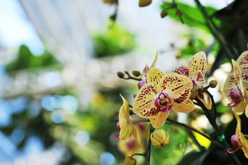 Obraz premium Beautiful orchid is queen of flowers