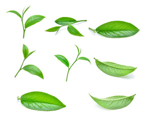 set of green tea leaves isolated on white background