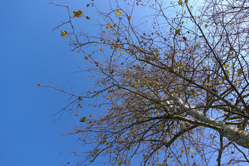 Bare tree and blue sky in autumn