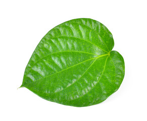 Fototapeta na wymiar green betel leaf heart shape isolated on white background