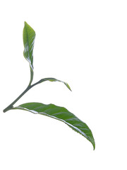 Obraz premium Green tea leaf isolated on white background.