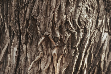 background texture of wooden planks logs bark