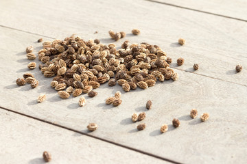 seed,nature,farmland