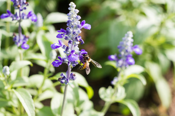 flower,garden,nature