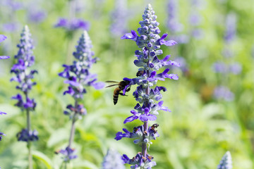 flower,garden,nature