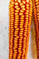 Detail of a colorful corn