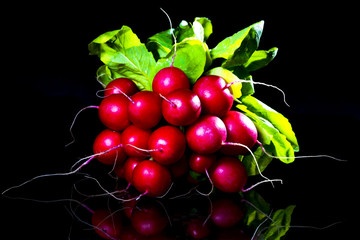 radis rouge-Hollande