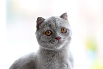 British kitten on light blurred background