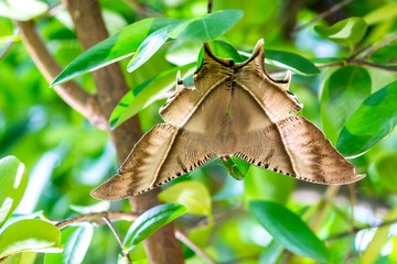 The Giant Uranid Moth