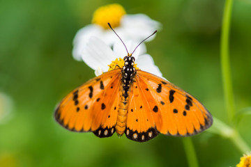 Closeup butterfly on white flower