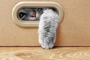 Keuken foto achterwand Kat Schattige kat in kartonnen doos