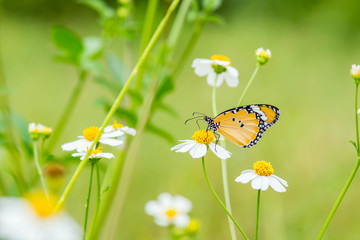 Closeup butterfly on white flower