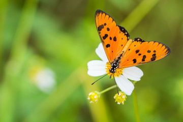 Closeup butterfly on white flower