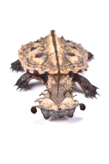 Matamata, Chelus fimbriatus