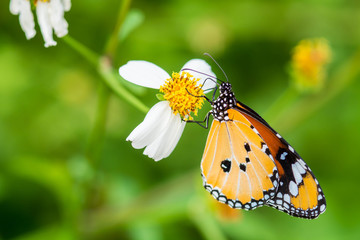 Closeup butterfly on white flower
