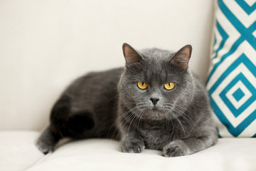 Cute cat lying on couch