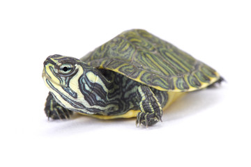 Obraz premium yellow-bellied slider, Trachemys scripta scripta