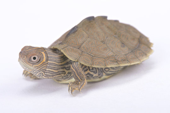 Mississippi map turtle, Graptemys pseudogeographica kohni