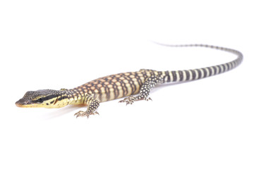 Kimberley rock monitor, Varanus glauerti