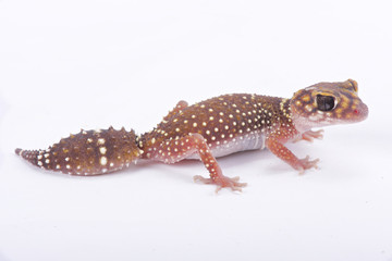 Obraz premium Eastern thick-tailed gecko, Underwoodisaurus husbandi