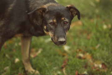 Stray dog walking outdoors