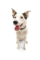 Obraz premium Funny Andalusian ratonero dog on white background