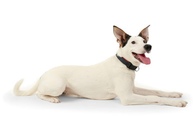 Funny Andalusian ratonero dog on white background