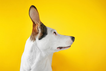 Funny Andalusian ratonero dog on yellow background
