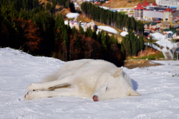 White dog sleeping on snow in winter