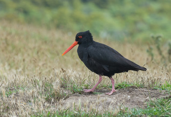 Oyster catcher