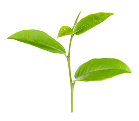 Tea leaf isolated on the white background