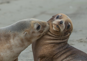 Obraz premium Sea Lions pups