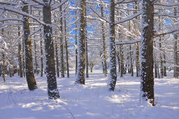 Larch wood