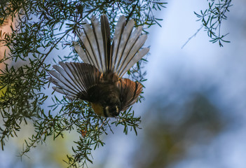 Fantail