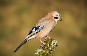 Garrulus glandarius