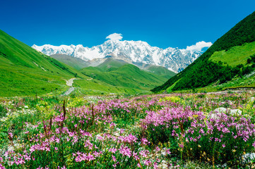 Rocky Caucasus Mountains (Bezengi Wall, Shkhara) landscape with blooming violet flowers in Ushguli, Svaneti, Georgia