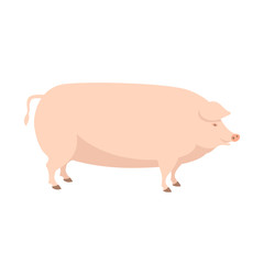  pig vector illustration Flat