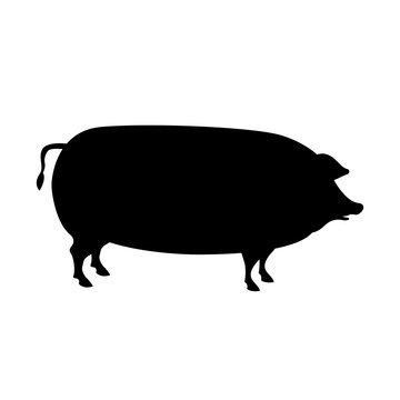  pig vector illustration  black silhouette
