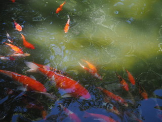 fish