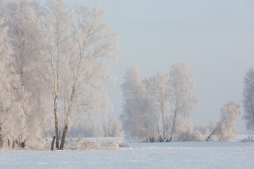 White birch covered with hoarfrost against the pearly sky