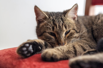 Beautiful cat portrait 