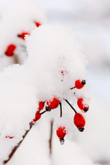 branches with red berries of wild rose in the snow closeup. tinted photo