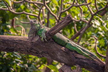 Iguana crawling on a big branch in the park.