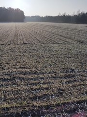 Szron na polu © michalsen