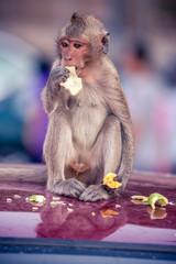 Street monkey eating fruits and vegetable.
