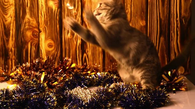 kitten playing with Christmas decorations