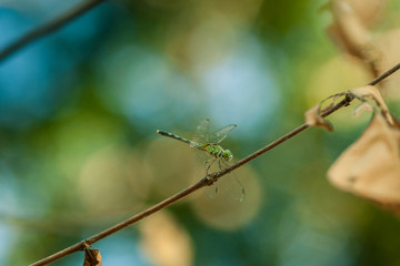 Green dragonfly on a tree branch with nice bokeh background.